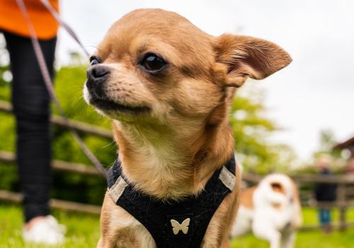 Votre chien est heureux d'être en balade autour du camping Siblu bois de bayadène