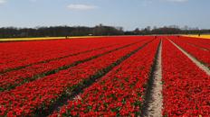 Les tulipes de Keukenhof et Lisse